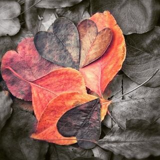 leaf, autumn, change, leaf vein, dry, season, leaves, maple leaf, close-up, natural pattern, nature, fragility, orange color, fallen, natural condition, aging process, backgrounds, beauty in nature, day, no people