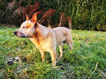 Dog looking away on field