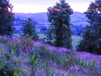 Purple flowering plants on field against sky