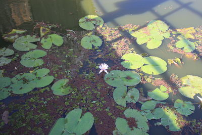 High angle view of plant in water