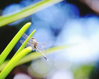 Close-up of damselfly on plant