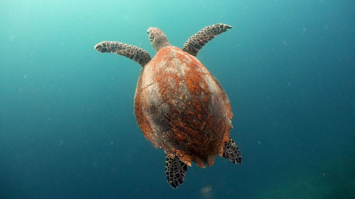 Close-up of turtle swimming in sea