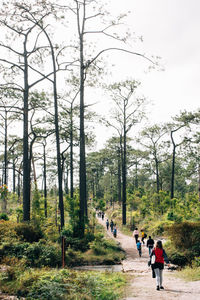 Rear view of people walking on footpath amidst trees