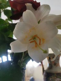 Close-up of white rose flower