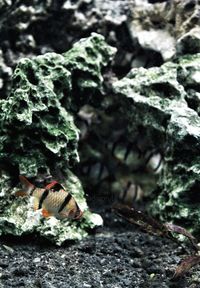 Close-up of turtle in aquarium