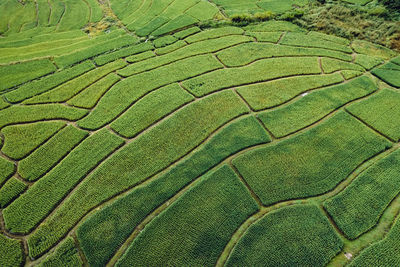 High angle view of agricultural field