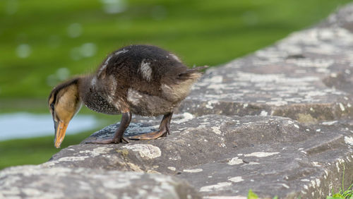 Bird standing on rock