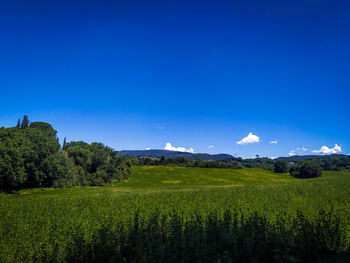 Scenic view of field against blue sky