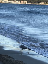 Side view of seagulls on beach