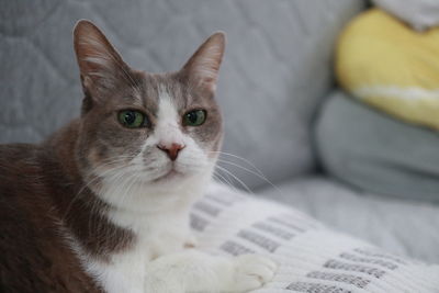 Portrait of cat on sofa at home