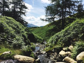 Scenic view of forest against sky