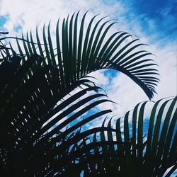 Low angle view of palm leaf against sky