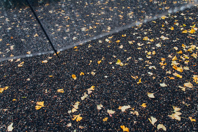 High angle view of dry leaves on road