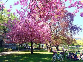 View of cherry blossom tree in park