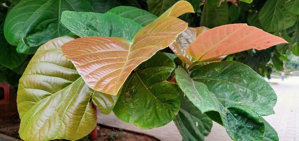 Close-up of wet leaves