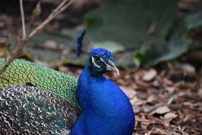 Close-up of peacock