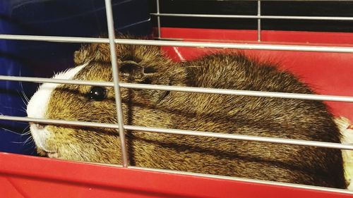 Close-up of cat in cage