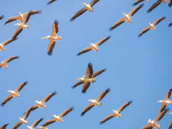 Low angle view of birds flying