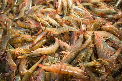 Full frame shot of shrimps at market for sale