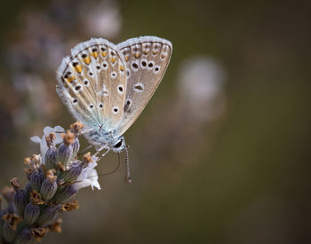 Close-up of butterfly on leaf