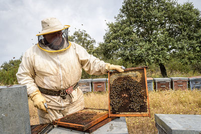 Rural and natural beekeeper, working to collect honey from hives