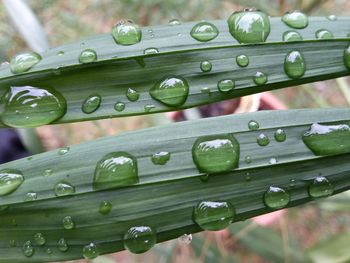 Close-up of raindrops on leaf