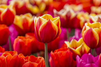 Close-up of tulips