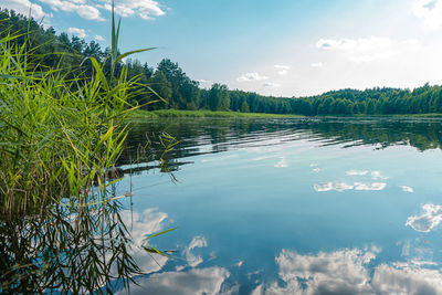 Scenic view of lake in forest against sky