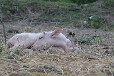 Close-up of sheep in grass