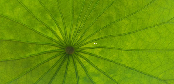 Macro shot of green leaf