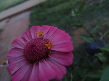 Close-up of pink flower blooming outdoors