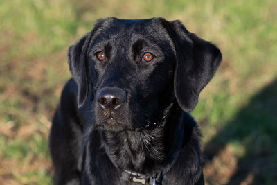 Close up portrait of a six month old black labrador puppy outside in a field