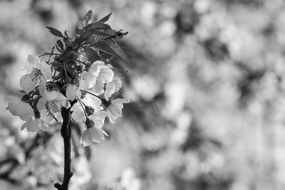 Close-up of flower against blurred background