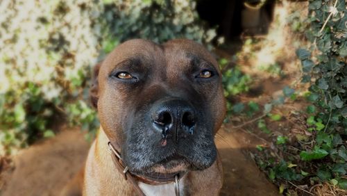 Close-up portrait of dog