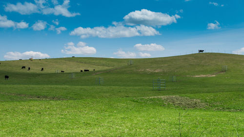 Cows grazing on green field against sky