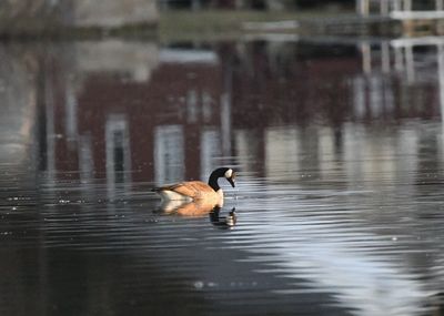 Duck swimming in lake