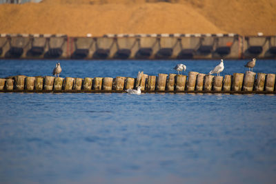 A natural scenery of sea birds sitting on an old breakwater poles in the city harbor in riga.