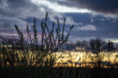 Close-up of silhouette plant on field against sky