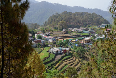 High angle view of trees in forest