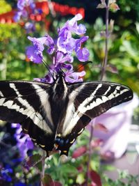 Close-up of butterfly on purple flower