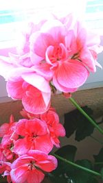 Close-up of pink flowers blooming outdoors