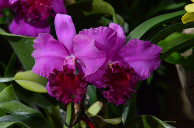 Close-up of flowers blooming outdoors