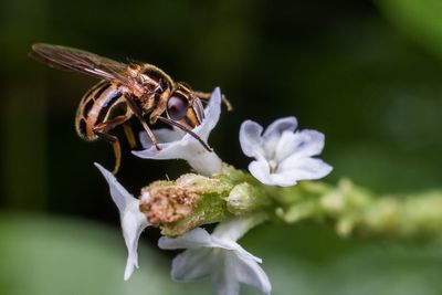 Close-up of bee on flower