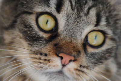 Close-up portrait of cat