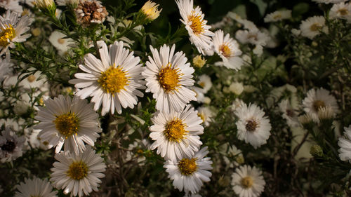 Close-up of white daisy flowers