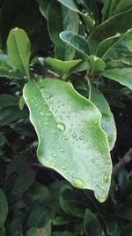 Close-up of raindrops on leaf