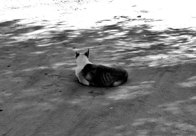 High angle view of cat on sand