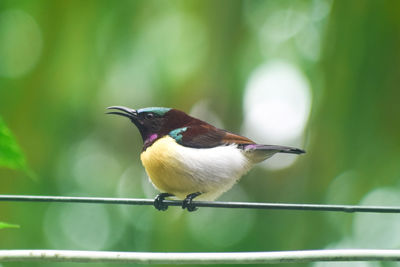 Close-up of bird perching on railing