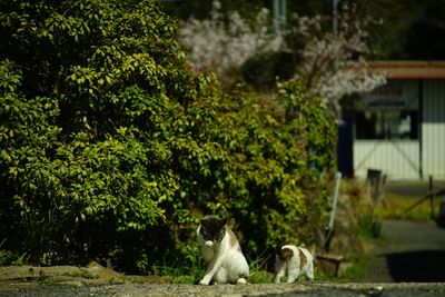 Cat living in front of kyoto joruri-ji temple