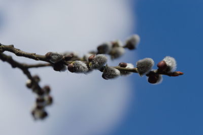 Low angle view of plant against sky